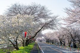 2020 鍋田川堤の桜並木