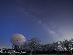 夜桜を見ながら宇宙に想いを馳せる　～さくら宇宙公園の桜、星空＆電波望遠鏡～