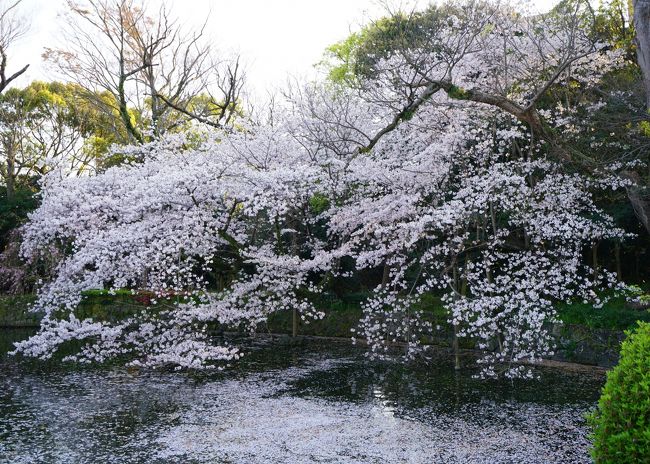 父親が５年ほど前から三島の病院に入院しているのですが、今年は、正月以降、インフルエンザの流行から新型コロナウイルスの影響ということで、見舞いに行っても会うことができません。この日も入院費用の支払だけしてきたのですが、やはりコロナの影響でお花見（桜）にも行けていません。三嶋大社に参拝し桜を見てきました。