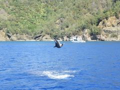 小笠原(南島・イルカウォッチング①)