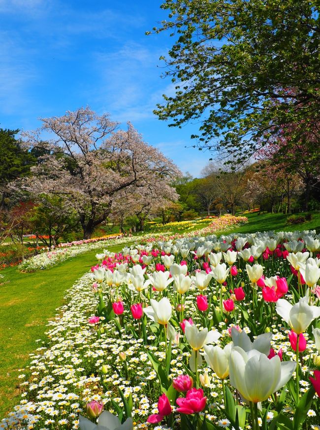 ３月２１日に桜を見たくて行った「はままつフラワーパーク」ところが桜は全く咲いていませんでした┐(￣ヘ￣）┌ ﾌｩｩ～<br />今日はお天気が良さそうです。「フラワーパーク」のホームページを確認すると『ソメイヨシノ満開です』リベンジも兼ねて桜を見に行ってみよう！！「ぬくもりの森」でお茶してから向かいました。<br />宜しければ☆春のお散歩♪ぬくもりの森～前編２０２０☆もご覧ください(#^.^#)