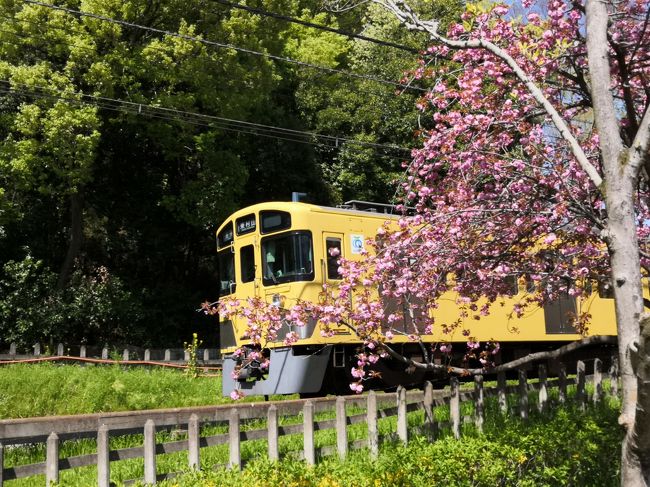 ☆２０２０年　春が来た！　散歩に行こう！☆４月　今年の桜は早い。北山公園　八国山緑地　No4