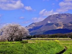 満開な桜色に染まる春の伊吹山の風景を探しに訪れてみた・・・そして幸せの黄色い新幹線