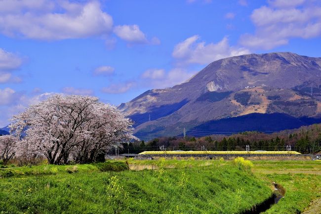 近江長岡周辺に咲き広がる満開な桜と春の伊吹山の風景を探しに、沿線の桜の名所を散策してみました。