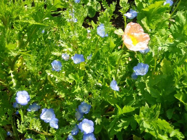 横須賀市内久里浜にある花の国で花鑑賞です。ここは広くて、人も少ないのでコロナ対策でもいいところです。ゆっくり花を見て、散歩です。<br />季節によっていろいろな花が咲きますが、今は少し早い、ネモフィラとポピーです。<br />４月頭では少し早い時期だったようで、５月まで花が咲きますね・・・