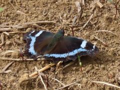 森のさんぽ道で見られた蝶⑫ルリタテハ、キチョウだけでした