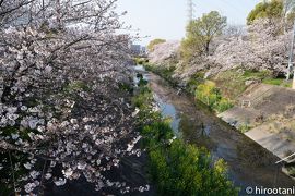 2020 山崎川四季の道の桜