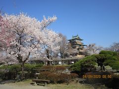 高島城と高遠城址の桜