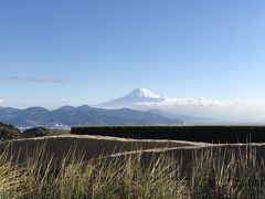 静岡桜えび・石垣いちごツアー