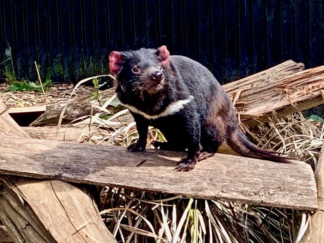 絶景＆美食のタスマニア・キャンピングカー編【6 】一面のケシ畑と野生動物園