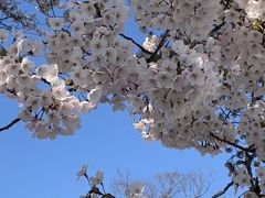 秋田市の桜、もっと咲く