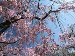 休業宣言の１日前に滑り込みセーフ　青空に映えるしだれ桜に感動♪　東谷山フルーツパーク♪