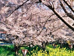 《2020.April》あみんちゅぶらり淡海を歩く旅そのXII守山・野洲・竜王中編～生和神社の桜～