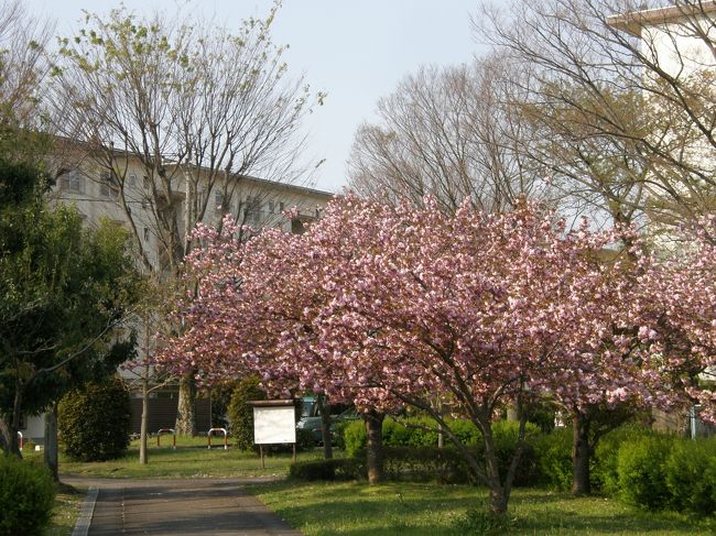 私たち夫婦は健康維持管理の為に、毎日、早朝ウォーキングを実施しています。<br /><br />今日は、お天気は快晴・季節は春爛漫・コース上の花々を楽しみながら歩いた記録です。