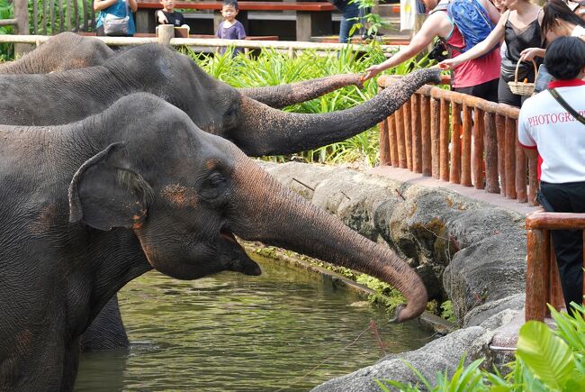 動物ずくめのシンガポールひとり旅 18 シンガポール動物園 ゾウと動物ショーの部