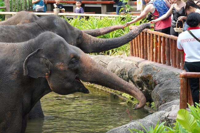 シンガポールの動物園&水族館を網羅すべく4泊7日のひとり旅をしてきました。<br /><br /> 0日目:羽田空港(https://4travel.jp/travelogue/11547983)<br /> 1日目:チャンギ空港→市街地(https://4travel.jp/travelogue/11573862)<br /> ≪River Safari≫ https://4travel.jp/travelogue/11576145<br /> https://4travel.jp/travelogue/11580253<br /> https://4travel.jp/travelogue/11581860<br /> https://4travel.jp/travelogue/11582479<br /> 夕食→ホテル(https://4travel.jp/travelogue/11583266)<br /> 2日目:街歩き→セントーサ島(https://4travel.jp/travelogue/11586379)<br /> ≪S.E.A Aquarium≫<br /> 難破船→南米(https://4travel.jp/travelogue/11587050)<br /> カリブ海→大水槽(https://4travel.jp/travelogue/11589782)<br /> クラゲ→出口(https://4travel.jp/travelogue/11591341)<br /> セントーサ島観光(https://4travel.jp/travelogue/11595026)<br /> 3日目:≪Singapore Zoo≫<br /> 入園→キホオテナガザル(https://4travel.jp/travelogue/11602397)<br /> ホワイトタイガー→Splash Safari<br /> (https://4travel.jp/travelogue/11606334)<br /> オランウータン→RepTopia<br /> (https://4travel.jp/travelogue/11611439)<br /> ワニ→Fragile Forest(https://4travel.jp/travelogue/11614263)<br /> Wild Africa→Frozen Tundra<br /> (https://4travel.jp/travelogue/11616322)<br />今ココ→ RAINFOREST Fights Back SHOW→elephant presentation<br /> 夕食→Thumbuakar Performance<br /> (https://4travel.jp/travelogue/11618407)<br /> ≪Night Safari≫<br /> トラム(https://4travel.jp/travelogue/11619105)<br /> Creatures of the Night Show<br /> (https://4travel.jp/travelogue/11619557)<br /> 徒歩コース(https://4travel.jp/travelogue/11620870)<br /> 4日目:ブギス→オーチャード(https://4travel.jp/travelogue/11623177)<br /> マリーナベイサンズ周辺(https://4travel.jp/travelogue/11627725)<br /> 5日目:≪Jurong Bird Park≫ https://4travel.jp/travelogue/11628914<br /> https://4travel.jp/travelogue/11633369<br /> https://4travel.jp/travelogue/11636923<br /> https://4travel.jp/travelogue/11638783<br /> https://4travel.jp/travelogue/11639549<br /> https://4travel.jp/travelogue/11639824<br /> https://4travel.jp/travelogue/11641187<br /> 6日目:チャンギ空港→羽田空港(https://4travel.jp/travelogue/11641860)<br /> まとめ:お土産、費用(https://4travel.jp/travelogue/11644022/)