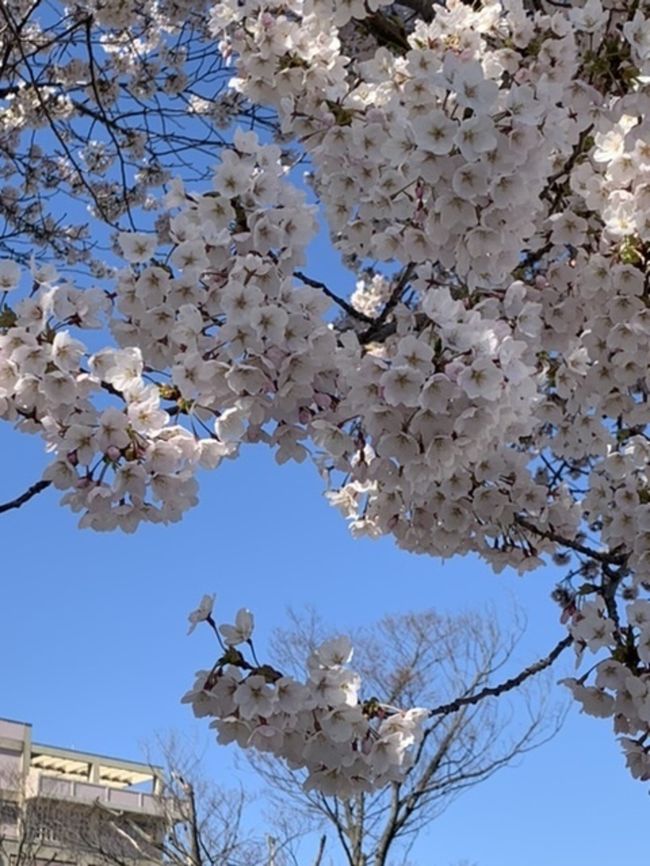 コロナ騒ぎで　桜祭りが自粛する中　秋田市の桜が満開となりました。<br /><br />ひとりで　ただ　ただ　桜を見に行きます。