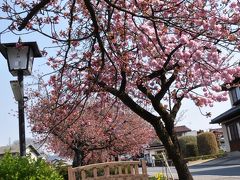 白井宿の八重桜と白井城址