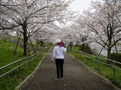 コルナウィルス対応花見