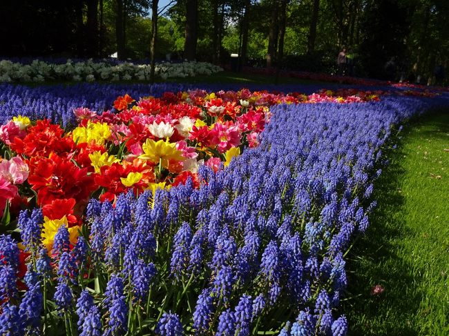 Keukenhof Park　<br /><br />きっと、満開チューリップ。<br /><br />外出したいけど、ぐっと　我慢!<br /><br />昨年の映像だけど【行ったつもり】花に癒されたい。<br /><br />キューケンホフ・オランダへ。Let&#39;s virtual trip!<br />