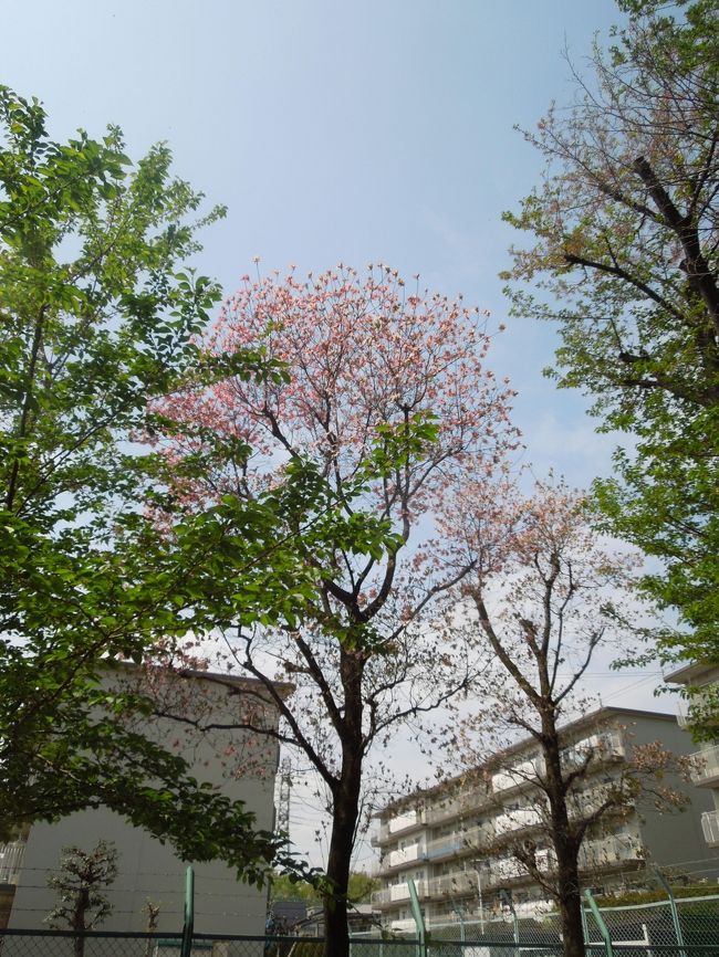 4月17日、バス停までの往復に午前8時過ぎと10時半頃に西鶴ケ岡地区を歩きました。　公園や家の庭園などに咲いている美しい花々が見られました。　ハナミズキ、ボタン、山吹、黄梅、クレマチス等が見られました。<br /><br /><br /><br />*西鶴ケ岡公園のハナミズキ