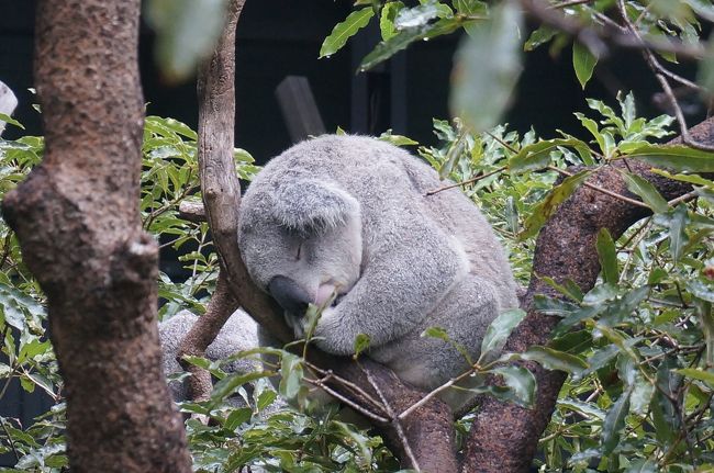 令和初めはシドニーへ　④　（タロンガ動物園とロイヤル・ボタニックガーデン）