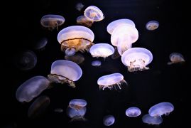 クラゲ水族館として人気の加茂水族館初訪問