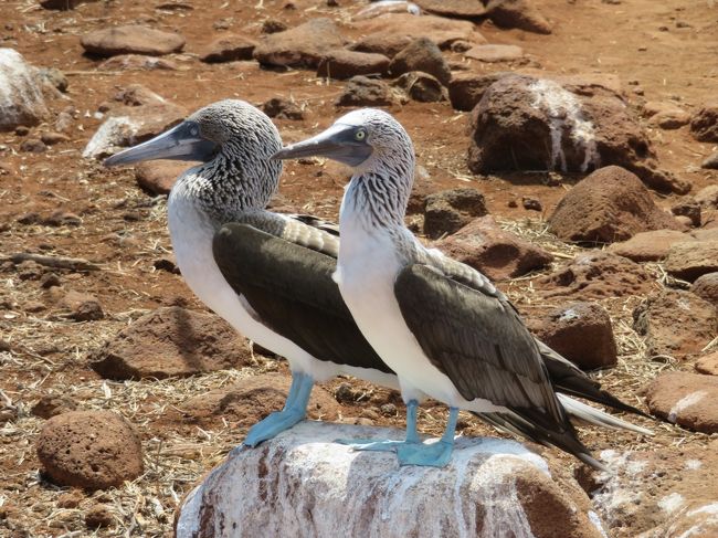 動物好きにとって憧れの地、ガラパゴス諸島。<br />いつか行きたいと夢見た旅先ですが、アメリカに住んでいるうちに行こう！と思い切って予約。<br />小学生2人と1歳児の子連れ旅行です。<br />小さい子連れガラパゴス旅行はあまり情報がなかったので、どなたかの参考になれば。<br /><br />エクアドルまでの往復フライトはExpediaで手配。エクアドル内の移動や宿泊、観光は現地旅行会社のナウタルーツさんにお願いしました。<br />9月に問い合わせた時点で、島々を回るクルーズツアーは満室だったのでホテルに滞在して観光するスタイルになりました。<br /><br />今回の旅行記は、★がついている部分です。<br />旅行日程<br />12/23 キトヘ移動日。<br />12/24 ミンドでハチドリ観察&amp;キト市内観光<br />12/25 サンタクルス島へ移動。ゾウガメツアーに参加<br />★12/26 ノースセイモア島観光ツアー<br />★12/27 プエルトアヨラでのんびり。<br />12/28 イザベラ島へ移動。島内観光。<br />12/29 ティントレーラスツアー<br />12/30 サンタクルス島へ移動<br />12/31 グアヤキルへ移動<br />1/1 グアヤキルから出国