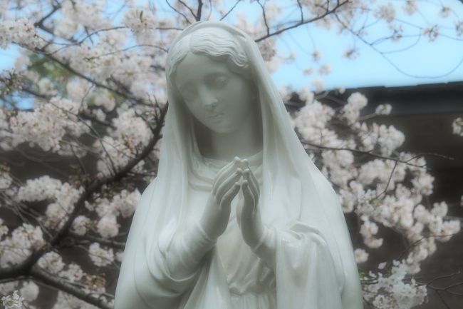 毎年変わらぬ美しさを見せてくれる桜の花。<br />でもこの春は周りに集う人の姿は少なくて。<br />今年、人間界を襲っているできごと、<br />そして自分たちを見上げる人の表情の暗さは<br />桜たちにはどのように映っていたのでしょう…<br /><br />どうか来年は笑顔で再会できますように。<br />自分や大切な人の無事を報告できますように。<br /><br /><br />〈撮影日・場所〉<br />03/26 桜木町(伊勢山皇大神宮・野毛山公園)<br />04/02 山手(山手公園・元町公園など)<br /><br />〈表紙写真〉<br />カトリック山手教会(横浜市中区)