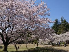 近場でお花見♪