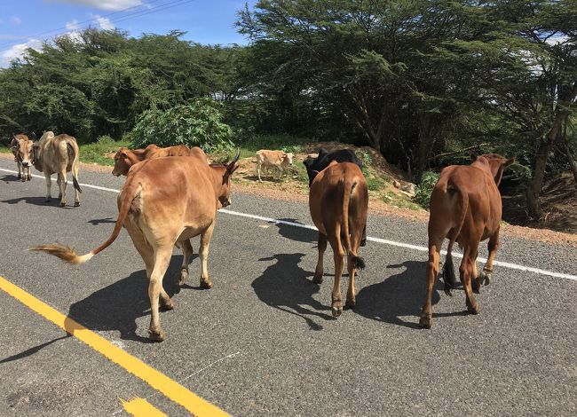 ロンドン・ナイロビ出張(その41) 12日目-6 おまけのマサイマラ、ナイロビへの陸路④ 牛との遭遇！　