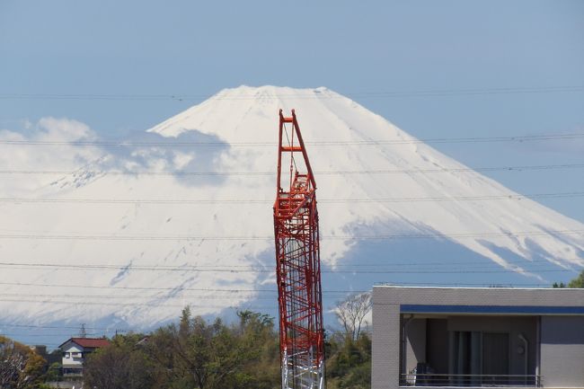 　昨日の大雨が過ぎ去り、暖かな快晴となり朝はくっきりと富士山が見えていた。しかし、9時過ぎには裾野辺りの上空には雲がたなびいていた。4月に入ってからも富士山がくっきりと見えていた日があったが、その日は外出自粛して家にいた。しかし、今日の富士山は昨日の大雨が山頂や山頂付近では大雪だったようで、白く厚塗りで化粧直ししていた。それで富士山を撮りがてらに散歩へと出掛けた。<br />　しかし、もう11時前だ。果たして、富士山には雲が出始めている。残念、富士山のビュースポットを巡る散歩は止めにした。<br />　なお、今日は朝から柏尾川の堤防をジョギングする人が何と多いことか。ジョギング姿の母親と小学生の娘の親子連れにも出会った。何といってもほんの数分しかいなかった最初に訪れた富士山のビュースポット向かう途中の実方塚の参道でも散歩する人、それも3人にも出会った。しかし、この参道で立ち止まって鳴いているウグイスの声を聴いていたのだが、3人目の人が通ると、ウグイスは鳴き止んでしまった。朝は、散ってしまった紅白の花桃（源平花桃）にシジュウカラが止まっていて、探して見上げるとその姿を捕らえることができた。1羽だからであろうか？花桃の根元から見上げてシジュウカラの姿を捕らえられることはまずない。新緑の頃となって、ウグイスの鳴き声もどこでも聴かれ、長閑な一時だ。新型コロナウィルスの感染拡大のことも一瞬は忘れさせてくれる。<br />（表紙写真は雲が出始めた富士山）