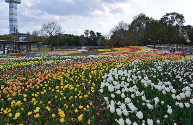 木曽三川公園センターは、岐阜県海津市にあり、季節毎に様々な花を楽しめます。<br />今回は、見頃のチューリップを、タップリ、楽しむことが出来ました。<br /><br />木曽三川公園センターは、駐車料金が無料で、一部の施設を除いて、入園料も不要です。<br />年金生活者にとっては、有難くて、楽しみ多い場所のひとつです。<br /><br />・木曽三川公園センター<br />　中央水郷地区の中心に位置し、木曽三川を一望できる展望タワーをシンボルとして、春はチューリップが園内を彩る「チューリップ祭」、冬は光り輝くイルミネーションで知られる公園です。 春と秋に季節の花で飾られる大花壇、子どもたちに大人気の大型遊具、自由にゆったりと過ごせる大きな芝生広場や、体験イベントを含む各季節のイベント、この地域に特徴的な家つくりをしている輪中の農家に、幼児向けの室内遊び場など、遊びからレクリエーション、学びまで、一年を通じて多目的に幅広い年代の方に楽しんでいただけます【ＨＰより】<br /><br />本日の日帰りドライブは、<br />池田町「さくら名所１００選の地・霞間ケ渓」、<br />各務原市「さくら名所１００選の地・新境川堤」、<br />海津市「木曽三川公園センターのチューリップ」で癒されて、有意義な１日でした。<br /><br />・木曽三川公園センターのＨＰはこちら<br />　　　https://www.kisosansenkoen.jp/~center/　