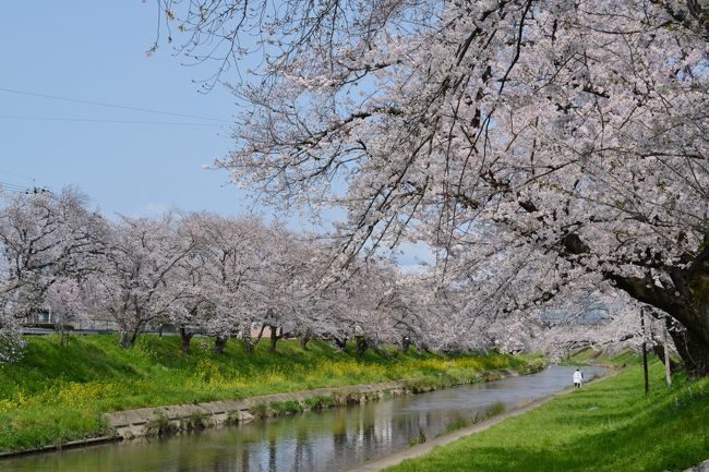 午前中、池田町・霞間ケ渓のサクラを楽しんだ後、各務原市「さくら名所１００選の地・新境川堤」へ。<br /><br />場所は、各務原市役所の近くの市民公園の西側を流れる新境川堤です。<br />市民公園近くには、コインパーキング（３時間以内は無料）がある。<br /><br />・新境川堤のサクラ<br />　地元出身の歌舞伎役者・市川百十郎が、境川放水路の完成を記念して寄贈したことから「百十郎桜」と呼ばれています。新境川の両岸約４㎞に渡って咲き誇る1,000本以上の桜並木は、花見の時期には約20万人が訪れる名所です。飛騨・美濃さくら33選にも選ばれ、水面を覆うように咲き乱れる桜は必見です【ぎふの旅ガイドより】<br /><br />・各務原市の観光情報はこちら<br />　　　　http://kakamigahara-kankou.jp/<br /><br />次に向かったのは、木曽三川公園センターです。