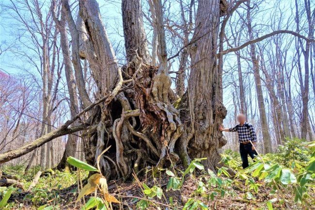 Alone in the Forest　野幌森林公園