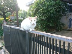 沖縄でのんびりネコと戯れる