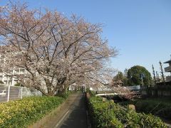 東久留米黒目川の四季　早春から初夏にかけて