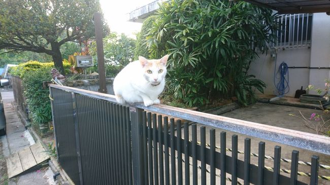 沖縄でのんびりネコと戯れる