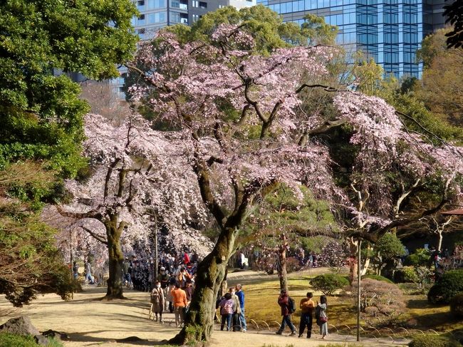 ちょこっと桜さんぽ　小石川後楽園のしだれ桜