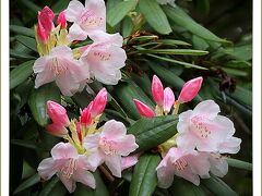 Solitary Journey［1368］春真っ盛りなのでお出かけ～♪オダマキの花と石楠花の花がきれいでした。＜湧永庭園＞広島県安芸高田市