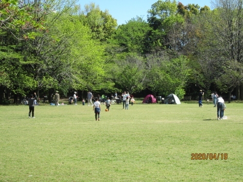 柏の葉公園は戦争中は陸軍が使用していたそうで、戦後はアメリカ軍・柏通信所として使用されていました。1981年（昭和56年）に政府と県、市との間で分け合って、東京大学の柏キャンパス、千葉大農場、広域公園となりました。地域住民の為の公園として体育館のトレーニング講習会。茶室の講習会、春、秋のフェステェバルなど住民参加型のイベントを多く開催しています。管理運営の方々の努力で何時も四季の草花が咲いています。新型コロナウイルス感染拡大防止について、公園センター、体育館、庭球場、野球場、総合競技場、茶室、レストハウス、ボートハウス、ドッグラン、遊戯施設、野外ステージは休止です、駐車場も17時で閉場です。前日は竜巻予報の出た荒れた天気でしたが今日は快晴で駐車場は満杯です。人々は三密に成らないよう離れて広い芝生の広場で楽しんでいます。<br />