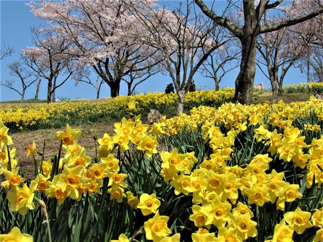 私は毎年桜の咲く時期を、ひたすら待ちわびています。<br />それなのに今年は「コロナウイルス」で外出が自粛されています。<br /><br />幸いに住んでいるのは関東とはいえ、静かな田舎町です。<br />車に乗ったままで桜を見て歩けます。<br />土地だけは広くて、人も少ないので「3密」は避けられます。<br />しかし那須塩原市は交通の便が、非常に恵まれているので～<br />都心から東北から沢山の方が、高速道路や新幹線でいらっしゃいます。<br /><br />2月末から県外ナンバーが別荘地に非常に増えてきて、危機感も充分感じています。でも地元民は混まない抜け道を知ってます！<br />という訳で今日もこそこそと桜を見に出かけました。<br /><br />4月3日朝から快晴です。<br />黒磯公園と東那須野公園へ桜と水仙の競演を見にでかけました。<br /><br /><br />