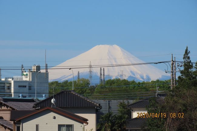 4月19日、午前8時頃にふじみ野市より素晴らしい真っ白な富士山が見られました。 この時期にしては珍しい富士山でした。<br />前日の大雨により沢山の降雪があったためと思われます。<br /><br /><br /><br /><br />*写真は素晴らしい真っ白な富士山