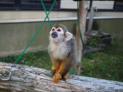 2018年10月 大牟田市動物園に行ってきました。イベント“キリンとのふれあいタイム”、“ヘビのにょろにょろガイド”