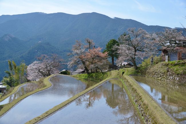 三重県津市に出掛けて花見を楽しむ。<br />今回、三多気を訪れるのは２回目。<br />前回は２０１１年４月で、「さくら名所１００選の地・宮川堤」（伊勢市）を訪ねた時に、<br />帰路に立ち寄ったのですが、開花前の状態でしたので、再訪した次第です。<br /><br />棚田に映るサクラには、少し、早かったようですが、他の場所のサクラは見事でした。<br /><br />・三多気のサクラ<br />　国道368号から真福院の山門に至る1.5km余の参道は、馬子唄にも歌われた山桜の名所。 その桜並木は国の名勝に指定され、さくら名所百選にも選ばれています。 4月には桜祭りも催され、毎年大勢の観光客でにぎわいます【津市観光協会公式サイトより】<br /><br />・三多気のサクラについてはこちら　<br />　　　http://www.ztv.ne.jp/photoms/sakura/midokoro.htm<br /><br />この後、見頃の又兵衛サクラに向かう。