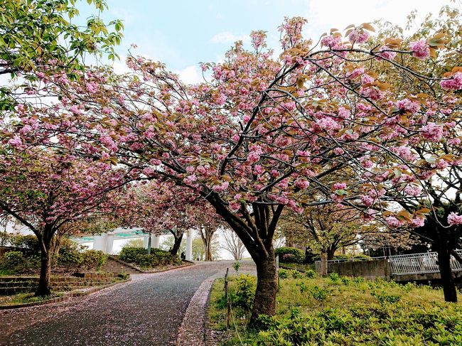 在宅太り解消に 4月21日の清水ケ丘公園散歩