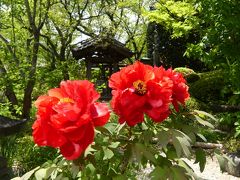 「常楽寺」の春の花_2020_ボタンとハナミズキが印象に残りました（群馬県・太田市）