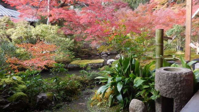 　京都には季節ごとに違った表情があり、これまで数え切れないほど来ていますが、やはり秋の紅葉の時期は格別です。今年は１１月中旬になって気温がぐっと下がったため例年になく紅葉が美しいと聞き、平日を狙って京都に行きました。<br /><br />　今回は紅葉に加えて、大好きなＮＨＫ番組「京都人の密かな愉しみ」ゆかりの場所を回ることを目的に、洛北エリアに的を絞りました。このエリアは華やかな東山に比べて鄙びた雰囲気があり、御所の西側にあたる西陣、室町は生粋の京都人が暮らす「ディープ京都」です。<br /><br />　次は瑠璃光院と岩倉実相院。瑠璃光院は新緑と紅葉の時期だけ一般公開しています。昨年「青紅葉」の時期に訪れましたが、今日来てみると何と２時間待ちの大行列。結局山門前から写真を撮っただけでしたが、高野川から比叡山を望む風景はまさに「錦秋」でした。<br />　岩倉実相院は、黒光りするまで磨き上げられた床に写る「床紅葉」が有名です。写真撮影が禁止だったのでＨＰから拝借したものを添付しました。ここには池泉回遊式庭園と枯山水の石庭の二つの趣の異なる庭があり、静かに鑑賞できました。