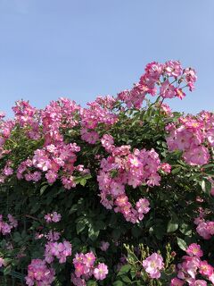 ＊花菜ガーデン休園中＊(T ^ T)来年のバラを楽しみに！