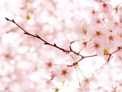 お家で東京多摩地区桜巡り